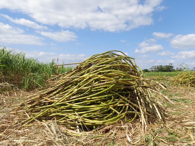 砂糖キビの収穫