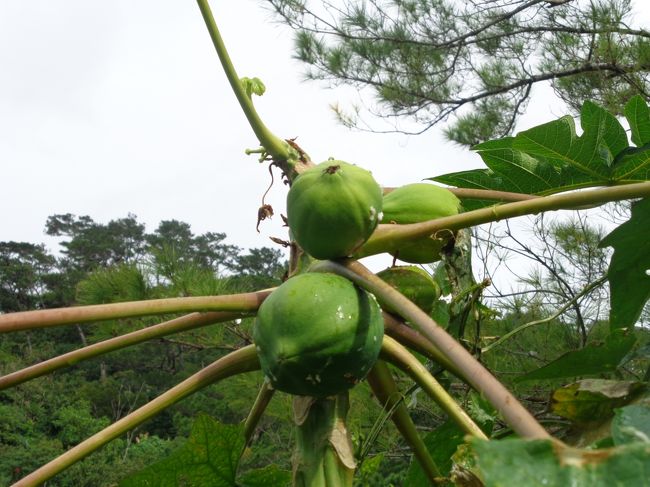 果物も青いうちは野菜としてたべます