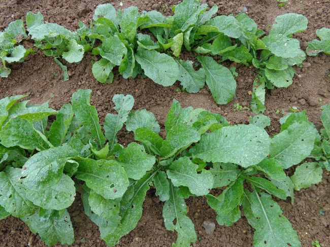 虫がたかるので大変です