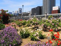 中之島バラ園が見頃です。
