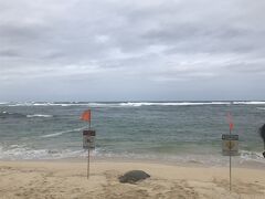 ウミガメを見たいという友人リクエストにより、ノースショア　ラニアケアビーチに向かいます。
カメいましたー！
本日も曇天というか雨降りそうな…
