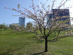 このあたりには桜が植えられています。その名も桜公園。

まだ少し花が残っていました！