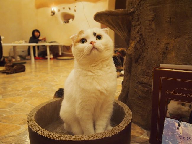 母娘で行く京都旅行の続は 蒲田に泊まって蒲田御朱印巡りと吉祥寺でねこカフェ 吉祥寺 三鷹 東京 の旅行記 ブログ By かおニャンさん フォートラベル 母娘で行く京都旅行の続は 蒲田に泊まって蒲田御朱印巡りと吉祥寺でねこカフェ 吉祥寺 三鷹 東京 の旅行記 ブログ By かおニャンさん フォートラベル