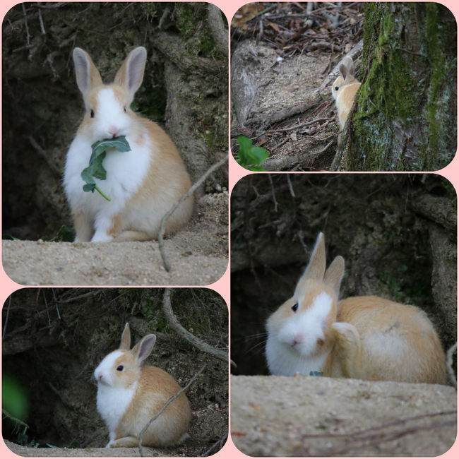 第６回 やすうら蔵まつり In盛川酒造 うさぎ島 大久野島１泊２日 後編 竹原 広島県 の旅行記 ブログ By ちゃみおさん フォートラベル