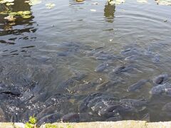 　不忍池脇を通って旧岩崎邸庭園へ行きます。
黒い鯉の群れが大きな口を開けて寄ってきます。餌は持ってないのよ。