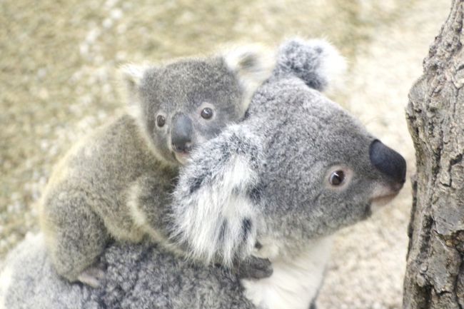 雨でも赤ちゃんラッシュの埼玉こども動物自然公園 後編 コアラの赤ちゃんのシャインくんは抱っこが好きな甘えん坊 雨の中でも会えたカンガルーやワラビーの 赤ちゃん なかよしコーナーでの雨宿りは子ヤギがぞろぞろ 東松山 埼玉県 の旅行記 ブログ By まみさん