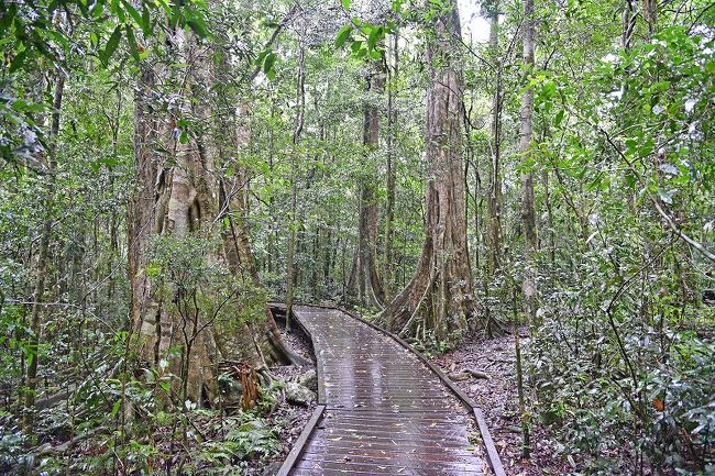 オーストラリアのゴンドワナ多雨林群