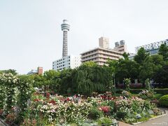 山下公園　未来のバラ園