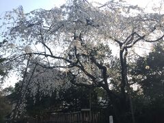 @車折神社
2016/3/30