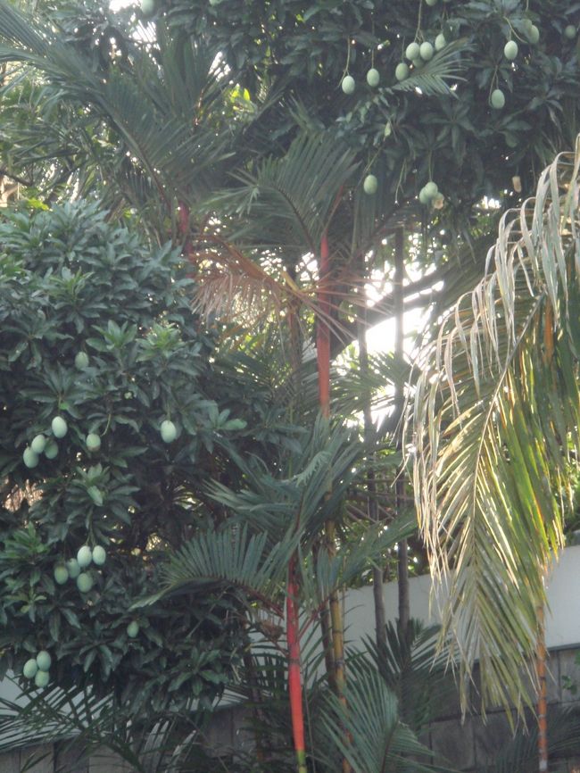 知人の豪邸のマンゴの木に沢山のマンゴがぶら下がってます。
