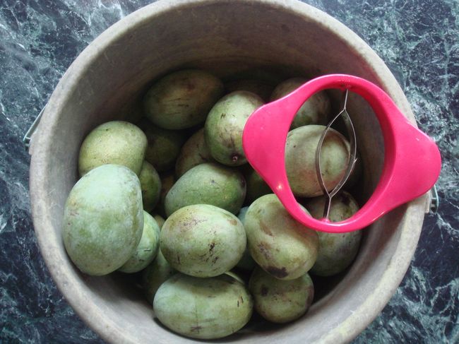 2週間ほど前に東京から電話で依頼してもぎ取ってもらっていました。<br />ちょうど食べごろです。