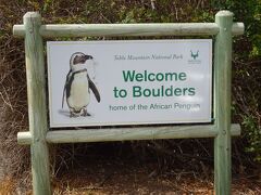 なんでも、ペンギンちゃんの気まぐれで生息するようになったんだって