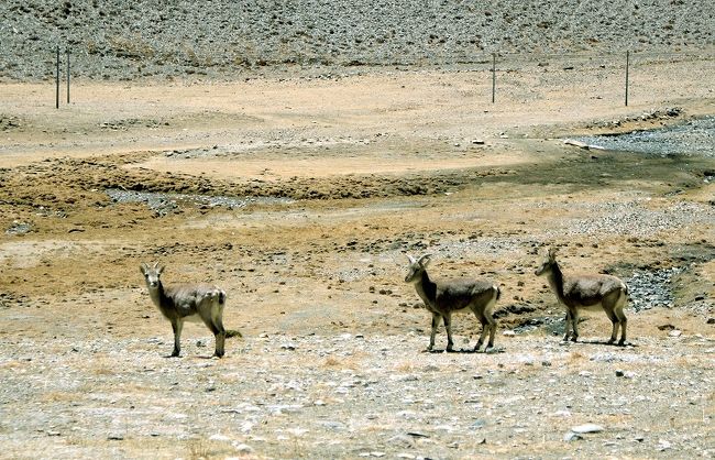 可愛い動物がいました。