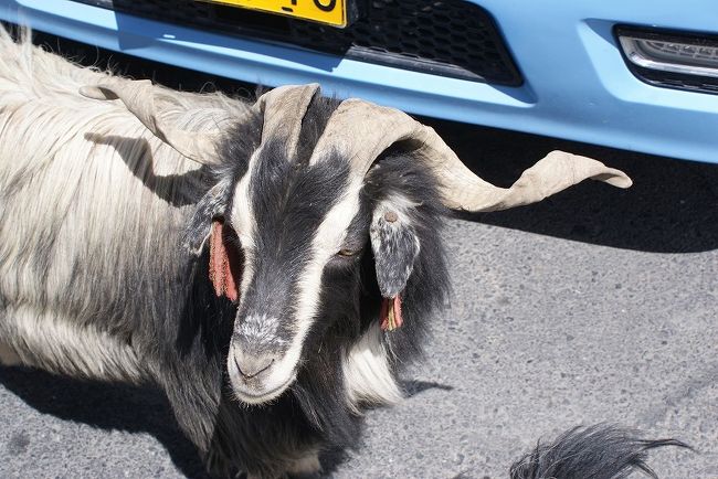 角が面白いやぎです。