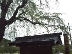 角館は桜まつり真っ最中。
桜まつり期間の臨時駐車場に停めて、国指定天然記念物の枝垂桜郡を見にいく。