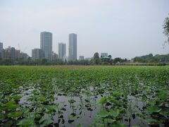 国立西洋美術館から不忍池・蓮池前にある