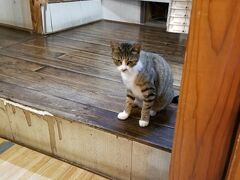ちょっとビビった猫さんにお迎えされて＾＾
湯川内温泉　「かじか荘」さんへお邪魔します。