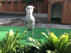 掛川花鳥園にも寄ってハシビロコウさんに会ってまた鳥に餌やって帰ってきましたー。

おしまい