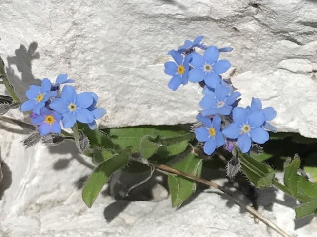 ドロミテに憧れて 北イタリア南チロルの村へ Vol 38 トレチーメのお花畑から ミズリーナ湖畔のランチとトレチーメ自然公園 コルチナダンペッツオ イタリア の旅行記 ブログ By 旅空ーshinoさん フォートラベル ドロミテに憧れて 北イタリア南チロルの村へ Vol 38 トレチーメのお花畑から ミズリーナ湖畔のランチとトレチーメ自然公園 コルチナダンペッツオ イタリア の旅行記 ブログ By 旅空ーshinoさん フォートラベル