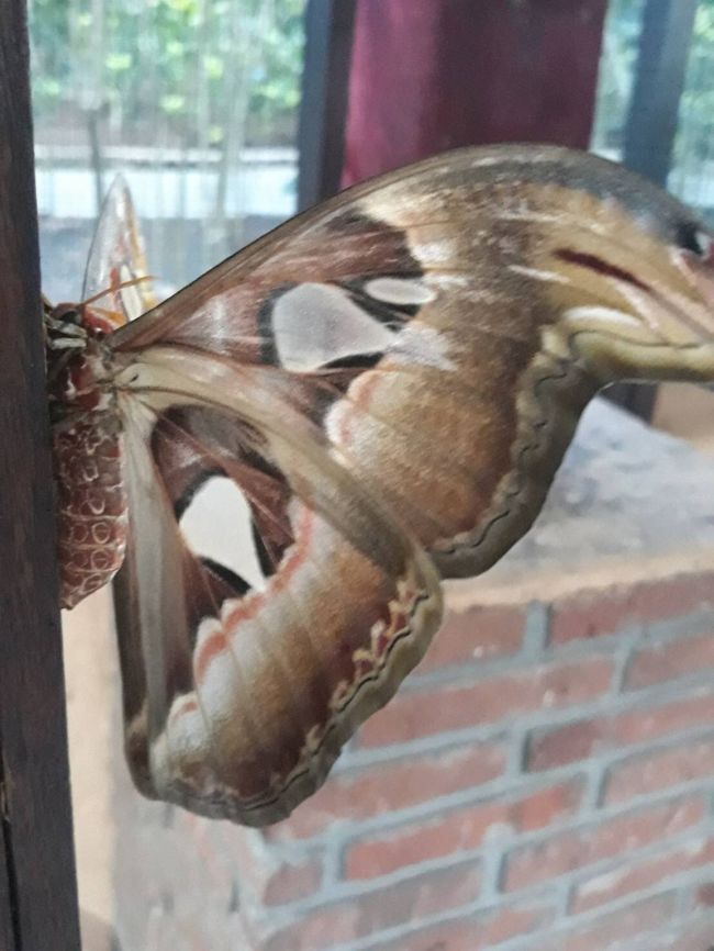 成虫になりたて