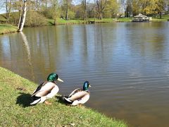 教会のある丘を下ると公園になっています。

ビリニュスの森にいたカモは、警戒心ゼロで逃げませんでした。

その調子で、しず~~~かに近づいたら・・・・