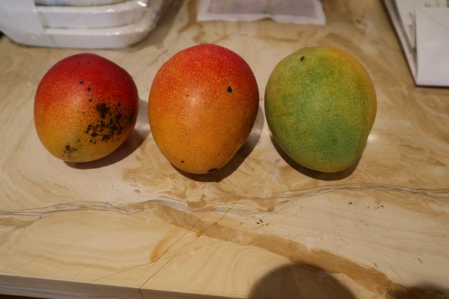 おばさんの家の庭のマンゴーをいただきました。