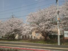 また、郡家駅でも満開の桜を見ることができました。