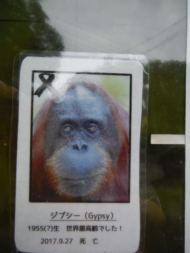 ず っと気になっていた オラウータンのスカイウォーク を見に多摩動物公園に行ってきましたぁ 多摩 東京 の旅行記 ブログ By ピンクパインさん フォートラベル ず っと気になっていた オラウータンのスカイウォーク を見に多摩動物公園に行ってきましたぁ 多摩 東京 の旅行記 ブログ By ピンクパインさん フォートラベル