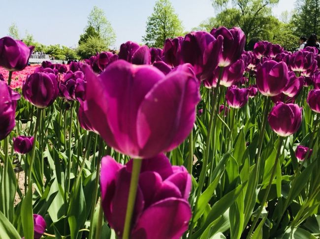 色彩 花園 巡り 8 石川県の旅行記 ブログ By Matsukazenoeさん フォートラベル