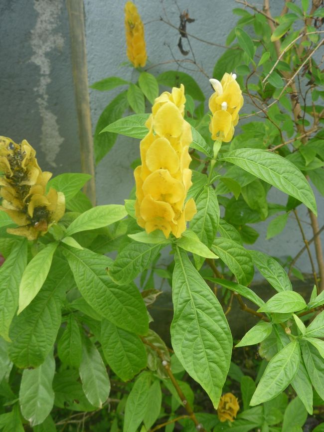 壁と水路に挟まれた細い道を進みます。