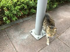 市議会駅Cbikeステーションにいつもいるニャンコ

人懐っこくてにゃーといいながら近づいてきます
