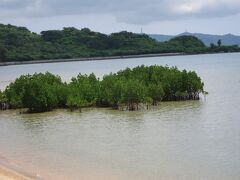 名蔵アンパルに来ました。マングローブと野鳥の楽園です。