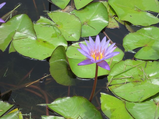 蓮が綺麗です。