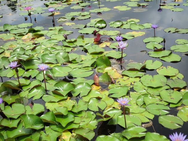川平ファームの側に熱帯植物園がありました。