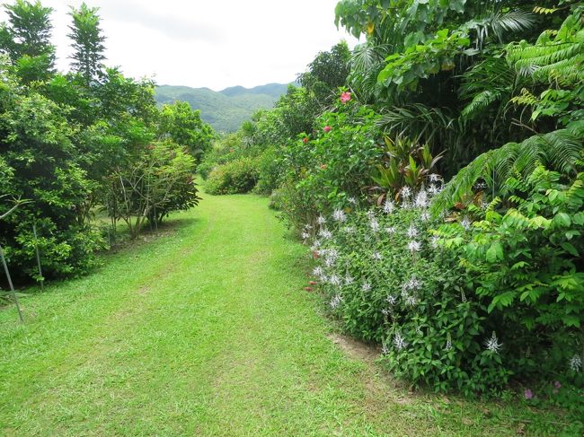 熱帯気分を味わいました。