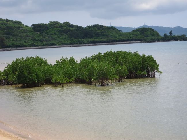 名蔵アンパルに来ました。マングローブと野鳥の楽園です。