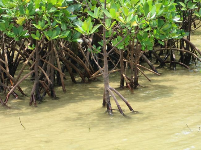 いかにもマングローブです。