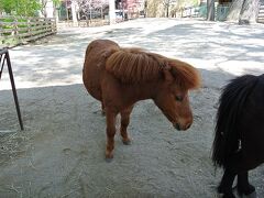 続いて子ども動物園。動物たちに触れ合えるエリアですが、ウンチがそこら中に落ちていることがあるので、足元注意です。
こちらはミニチュアホース。
現在はいませんでしたが昔はここにひっそりとロバがいて、私はその子が大好きでした。