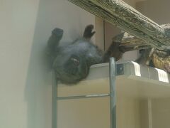 モンキーハウスに面白顔で寝っ転がっている猿がいたので一枚。
この子は他のお客さんにも大人気でした(笑)