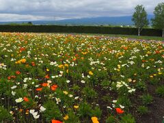 曇り空で最高気温１５度のちょっと肌寒い１日。
ファーム富田へ向かいました。
広～い花畑の一角に、ポピーが満開でした。
