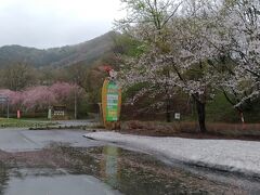 八重桜の濃いピンクも見えています。
この右手の高台はかたまえ森林公園ですが、なかなか行く機会がなく･･･
今回もこの雨では見送ります。