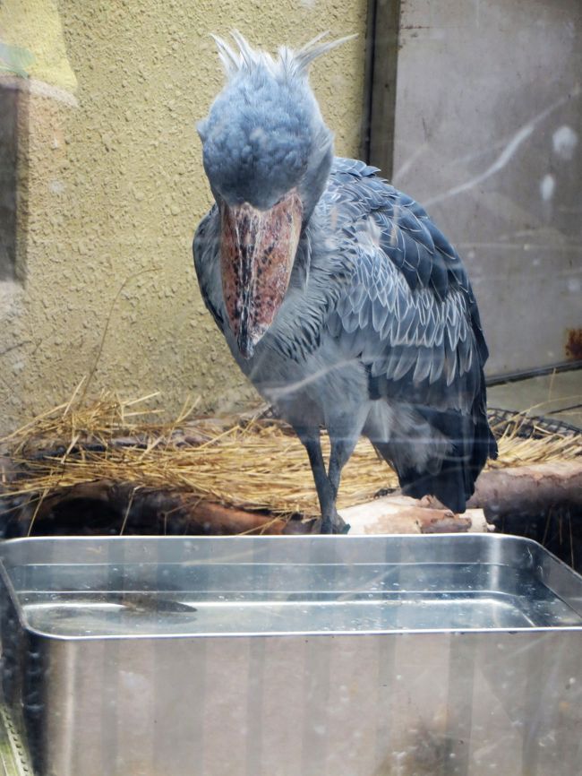 上野動物園のハシビロコウ 魚が獲れない 下手なのが愛嬌 0 上野 御徒町 東京 の旅行記 ブログ By M Koku1さん フォートラベル 上野動物園のハシビロコウ 魚が獲れない 下手なのが愛嬌 0 上野 御徒町 東京 の旅行記 ブログ By M Koku1さん フォートラベル