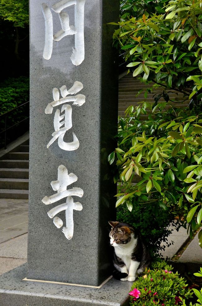 問柳尋花 鎌倉紀行 明月院 鎌倉 神奈川県 の旅行記 ブログ By Montsaintmichelさん フォートラベル 問柳尋花 鎌倉紀行 明月院 鎌倉 神奈川県 の旅行記 ブログ By Montsaintmichelさん フォートラベル