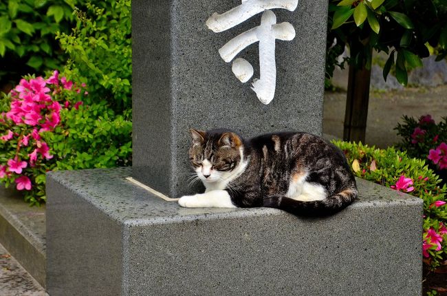問柳尋花 鎌倉紀行 明月院 鎌倉 神奈川県 の旅行記 ブログ By Montsaintmichelさん フォートラベル 問柳尋花 鎌倉紀行 明月院 鎌倉 神奈川県 の旅行記 ブログ By Montsaintmichelさん フォートラベル