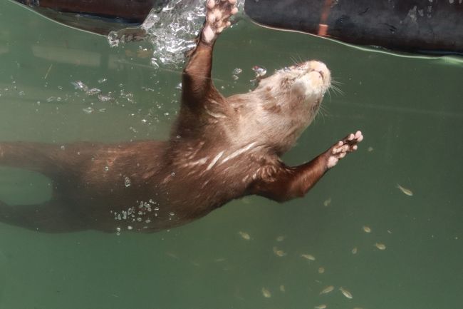動物たちに癒されたくてふらっと出かけた智光山公園こども動物園 水中で踊るように餌を獲っていたコツメカワウソやおかえり橋でそわそわのテンジクネズミたち ブラジルバクの表敬訪問忘れた 狭山 入間 埼玉県 の旅行記 ブログ By まみさん フォートラベル