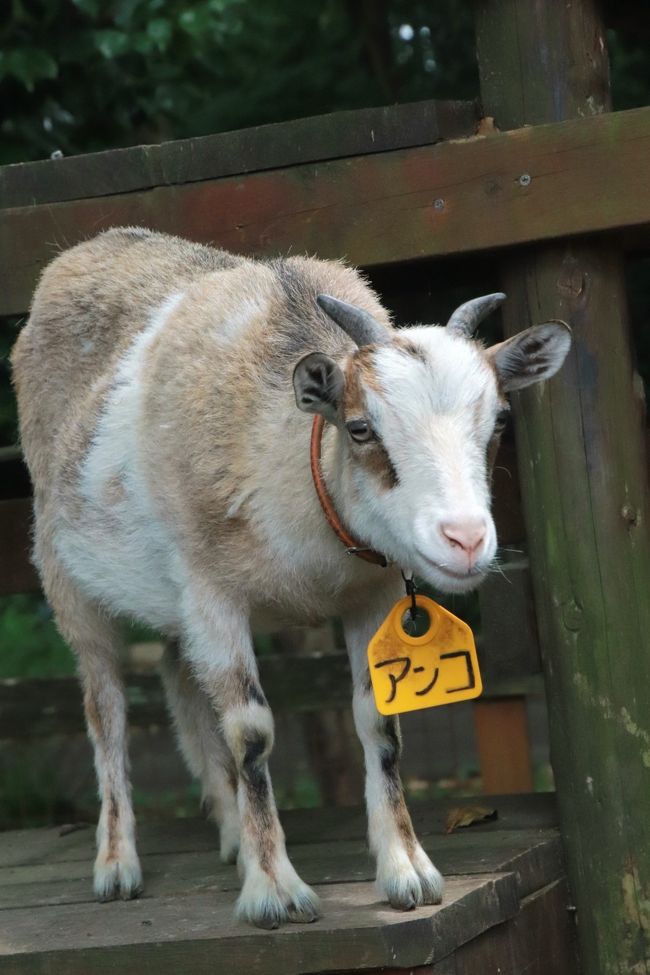 動物たちに癒されたくてふらっと出かけた智光山公園こども動物園 水中で踊るように餌を獲っていたコツメカワウソやおかえり橋でそわそわのテンジクネズミたち ブラジルバクの表敬訪問忘れた 狭山 入間 埼玉県 の旅行記 ブログ By まみさん フォートラベル 動物たちに癒されたくてふらっと出かけた智光山公園こども動物園 水中で踊るように餌を獲っていたコツメカワウソやおかえり橋でそわそわのテンジクネズミたち ブラジルバクの表敬訪問忘れた 狭山 入間 埼玉県 の旅行記 ブログ By まみさん フォートラベル