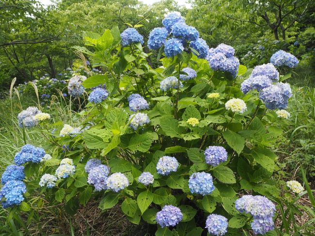 1泊2日 三原山火口一周ハイキングとあじさいロード 伊豆大島 東京 の旅行記 ブログ By Jalan Jalanさん フォートラベル