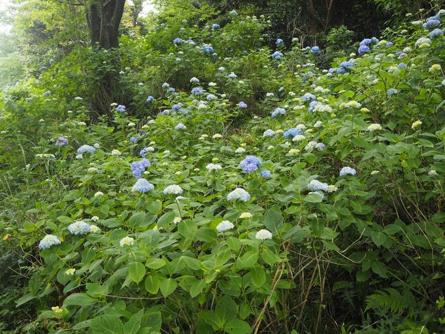 1泊2日 三原山火口一周ハイキングとあじさいロード 伊豆大島 東京 の旅行記 ブログ By Jalan Jalanさん フォートラベル