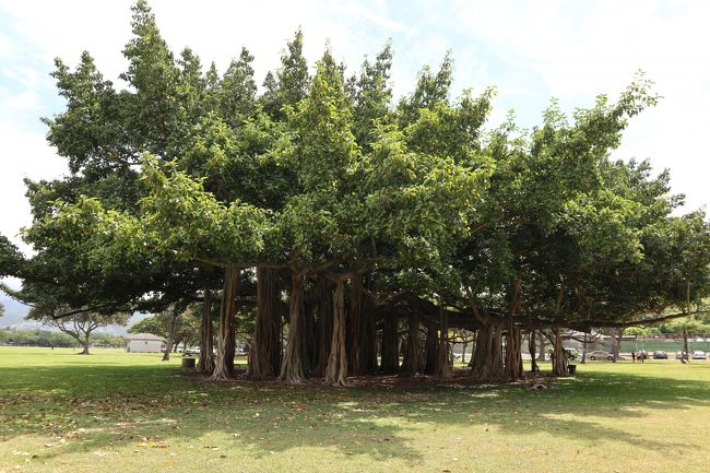 日曜日の朝。まったり時間。