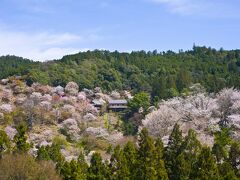 山の中腹。中千本。